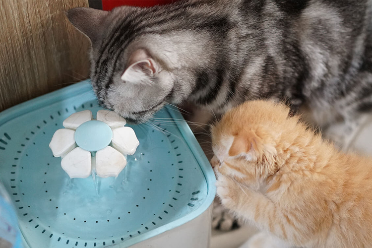 Animal Supplies Store -Animal Supplies Store 2