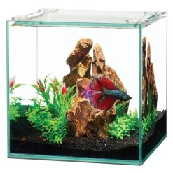 Aqueon Frameless Cube - 1 Gallon 5 Aqueon Frameless Cube - 1 Gallon -Animal Supplies Store 288257 3