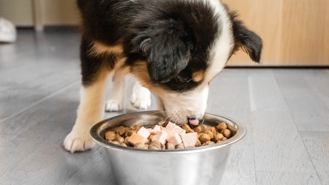 Animal Supplies Store -Animal Supplies Store 4