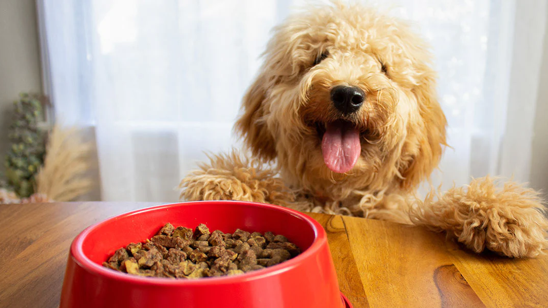 Animal Supplies Store -Animal Supplies Store 5